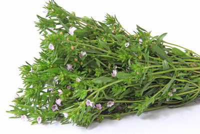 The Benziger Bundle: Biodynamic Dandelion, Ashitaba, Summer Savory!