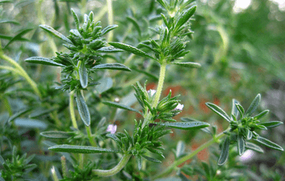 Summer Savory Lowers a Protein in the Blood Connected With Aging